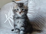 Chaton Maine Coon mâle black silver tabby né en avril 2026 LOOF à réserver