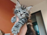 Chaton Maine Coon mâle black silver tabby né en avril 2026 LOOF à réserver