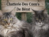 Chaton Maine Coon mâle black silver tabby né en avril 2026 LOOF à réserver