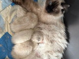 5 chatons Sacré de Birmanie non LOOF  nés en avril 2026 à réserver