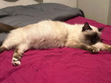 5 chatons Sacré de Birmanie non LOOF nés en avril 2026 à réserver