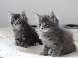 Chatons Maine Coon LOOF à vendre