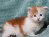 3 chatons Maine Coon LOOF roux et blanc d'avril 2026 à réserver