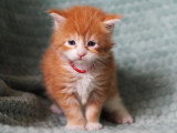 3 chatons Maine Coon LOOF roux et blanc d'avril 2026 à réserver
