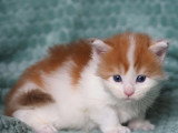 3 chatons Maine Coon LOOF roux et blanc d'avril 2026 à réserver