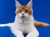3 chatons Maine Coon LOOF roux et blanc d'avril 2026 à réserver