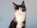 3 chatons Maine Coon LOOF roux et blanc d'avril 2026 à réserver