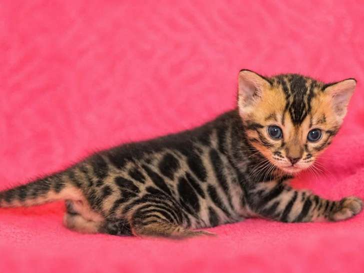 Chaton Bengal mâle brown tabby rosettes LOOF d'avril 2026 à réserver