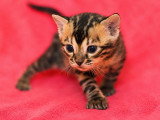 Chaton Bengal mâle brown tabby rosettes LOOF d'avril 2026 à réserver