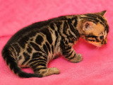 Chaton Bengal mâle brown tabby rosettes LOOF d'avril 2026 à réserver