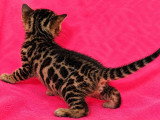 Chaton Bengal mâle brown tabby rosettes LOOF d'avril 2026 à réserver