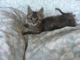 4 chatons Maine Coon non LOOF nés en février 2026 à vendre