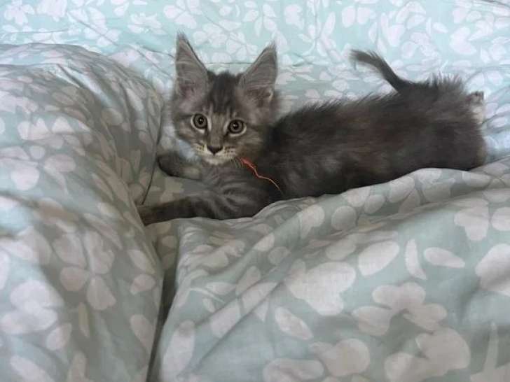 4 chatons Maine Coon non LOOF nés en février 2026 à vendre