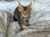 4 chatons Maine Coon non LOOF nés en février 2026 à vendre