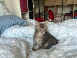 4 chatons Maine Coon non LOOF nés en février 2026 à vendre