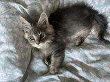 4 chatons Maine Coon non LOOF nés en février 2026 à vendre