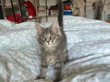 4 chatons Maine Coon non LOOF nés en février 2026 à vendre