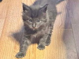 Petit male