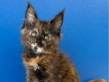 Chaton femelle Maine Coon à réserver LOOF de mars 2026