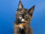 Chaton femelle Maine Coon à réserver LOOF de mars 2026