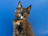 Chaton femelle Maine Coon à réserver LOOF de mars 2026