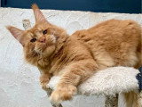 Chaton femelle Maine Coon à réserver LOOF de mars 2026