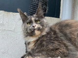 Chaton femelle Maine Coon à réserver LOOF de mars 2026