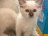 Chaton femelle Sacré de Birmanie non LOOF de juin 2026 à vendre