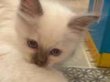 Chaton femelle Sacré de Birmanie non LOOF de juin 2026 à vendre