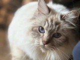 Chaton femelle Sacré de Birmanie non LOOF de juin 2026 à vendre