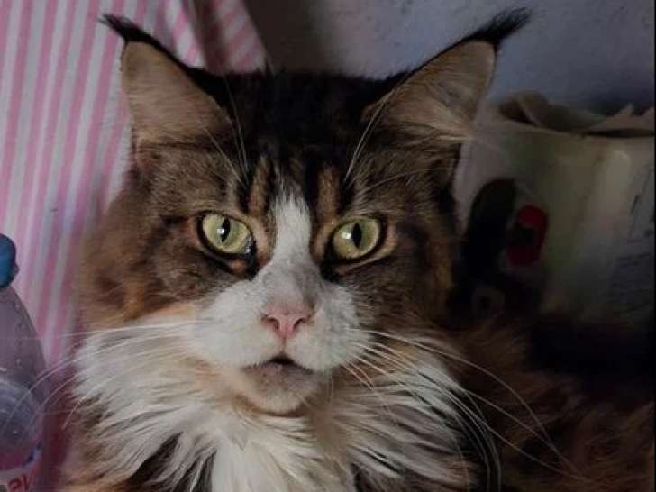 Chatte Maine Coon polydactyle brown blotched tabby et blanc LOOF à vendre