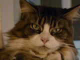 Chatte Maine Coon polydactyle brown blotched tabby et blanc LOOF à vendre