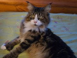 Chatte Maine Coon polydactyle brown blotched tabby et blanc LOOF à vendre