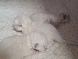 3 chatons Ragdoll à réserver nés en mai 2026 inscrits au LOOF
