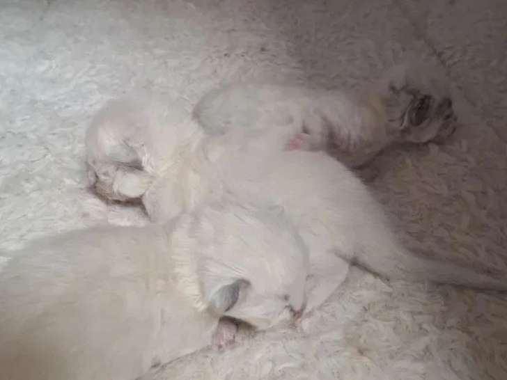 3 chatons Ragdoll à réserver nés en mai 2026 inscrits au LOOF