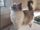 3 chatons Ragdoll à réserver nés en mai 2026 inscrits au LOOF
