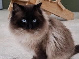 3 chatons Ragdoll à réserver nés en mai 2026 inscrits au LOOF