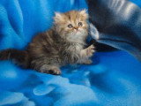 4 chatons Persans mâles LOOF nés mars 2026 à réserver
