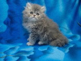 4 chatons Persans mâles LOOF nés mars 2026 à réserver