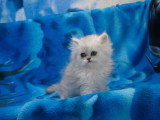 4 chatons Persans mâles LOOF nés mars 2026 à réserver