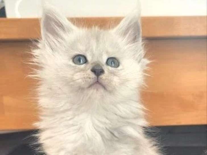 Chaton femelle Maine Coon blue smoke polydactyle LOOF à vendre