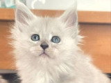 Chaton femelle Maine Coon blue smoke polydactyle LOOF à vendre