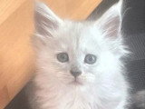Chaton femelle Maine Coon blue smoke polydactyle LOOF à vendre