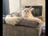 Chaton femelle Maine Coon blue smoke polydactyle LOOF à vendre