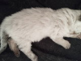 Chatons à donner