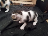 Chatons à donner