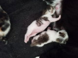 Chatons à donner