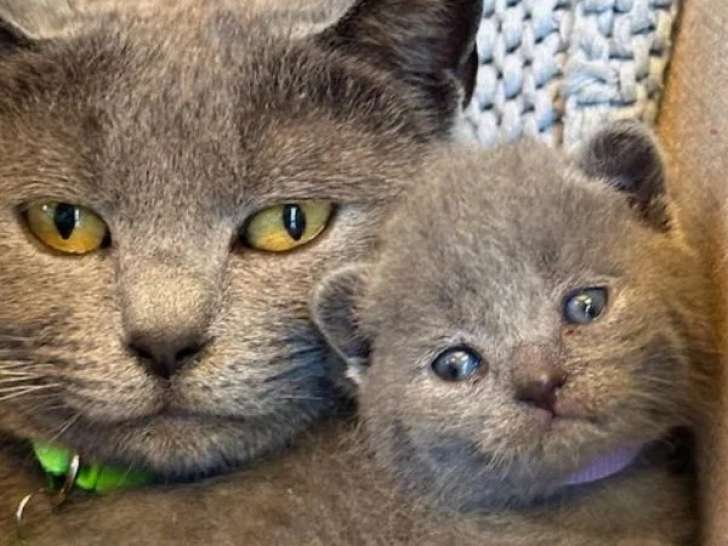 Réservation 4 chatons Chartreux LOOF nés en mai 2026