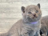 Réservation 4 chatons Chartreux LOOF nés en mai 2026