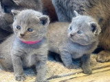 Réservation 4 chatons Chartreux LOOF nés en mai 2026